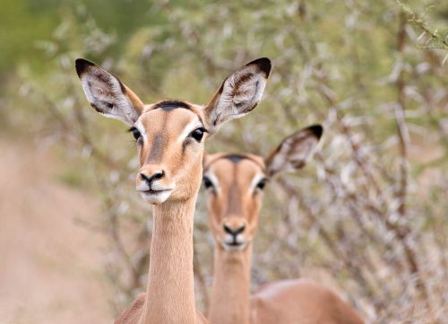 Impala Antilopen